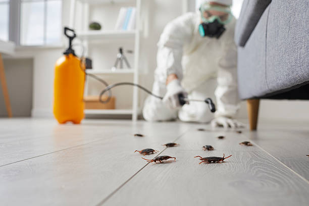 Affordable Termite Control solutions in Hilmar-Irwin, CA
